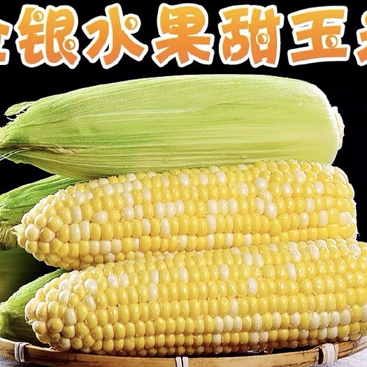 昆明云南水果玉米 生熟可吃 个头大饱满 5/8斤包邮新鲜玉米