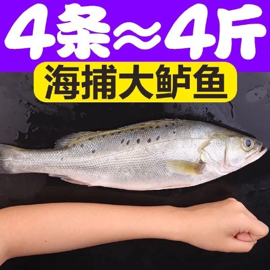 井陉县【包邮求购买】热销5斤10斤新鲜海产水鲜大鲈鱼 海鲈鱼