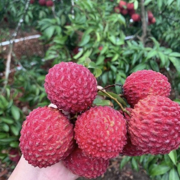 荔枝王 海南省海口市秀英区 特级果