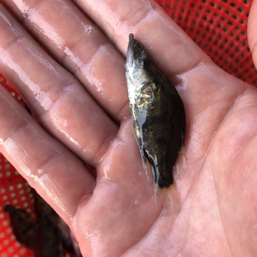 广州桂花鱼苗翘嘴鱼苗鳜鱼苗淡水活体优质种苗