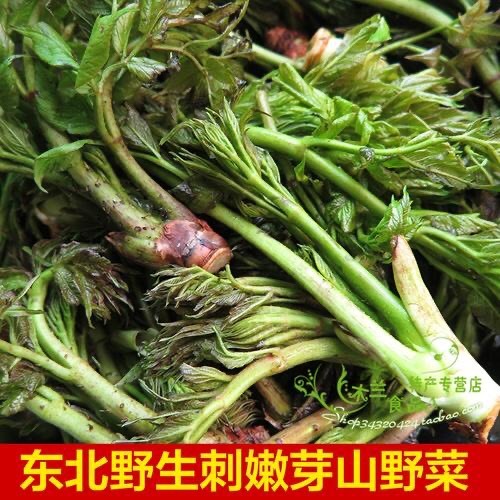 白山 应季山野菜