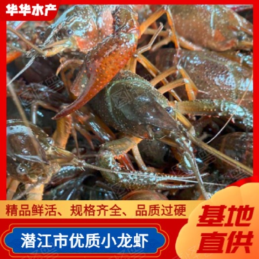 潜江市湖北潜江精养小龙虾，规格硬，质量好