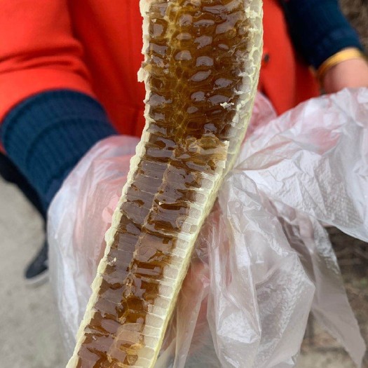 福安市土蜂蜜  自家养的蜜蜂和蜂蜜（冬蜜）