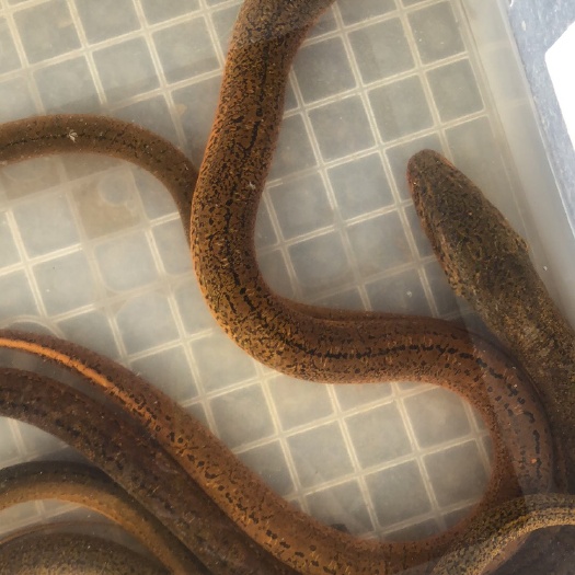 新沂市正大9号黄鳝  鳝鱼3两起