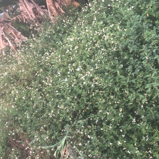揭阳鬼针草
