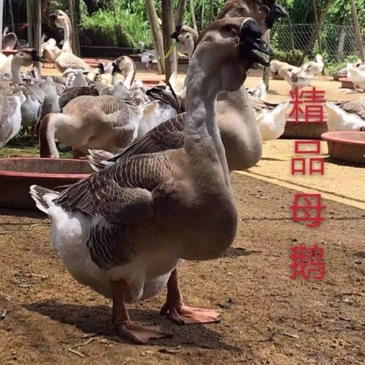 民权县正宗大型狮头鹅活体苗三花鹅大种白鹅小灰鹅幼鹅高产蛋肉鹅批发