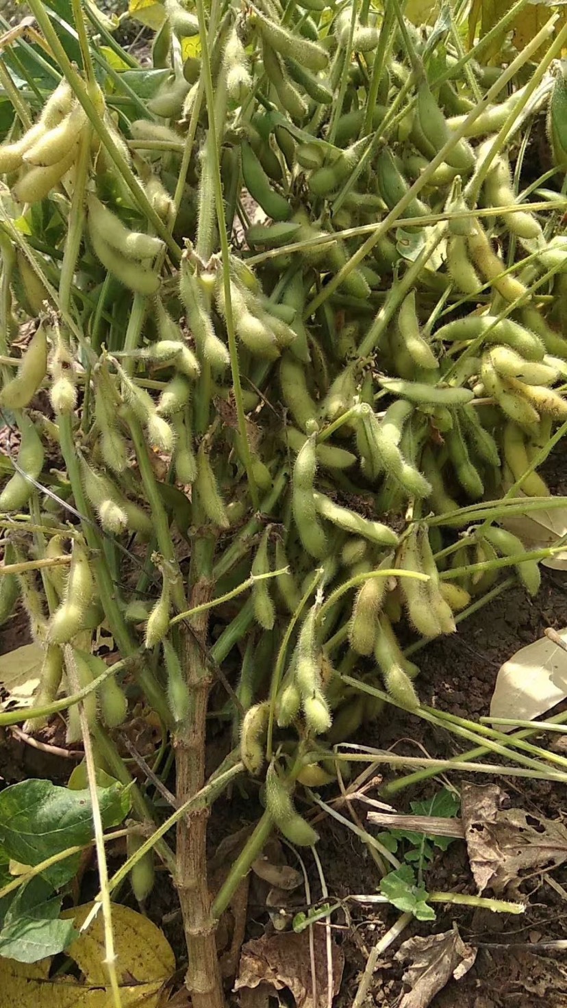 长沙超级千斤豆黄豆种子早黄豆种子抗寒耐涝，，特大高产早熟抗病