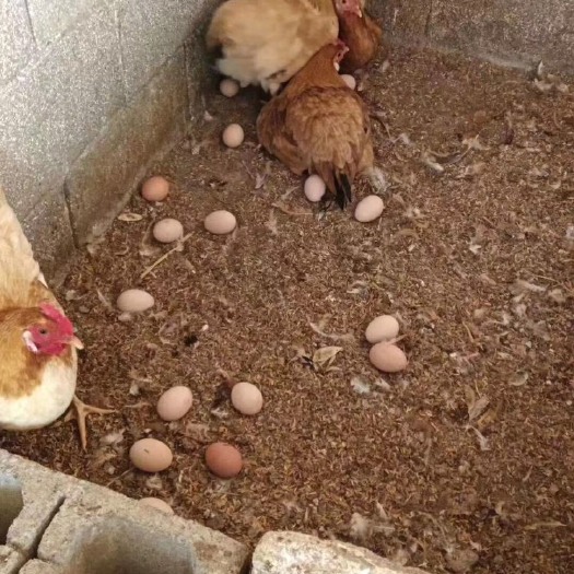 绍兴散养土鸡蛋