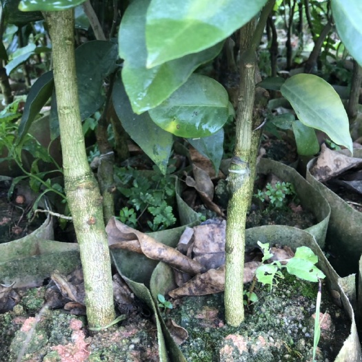 灵山县三红蜜柚苗  良品三红蜜柚嫁接种苗