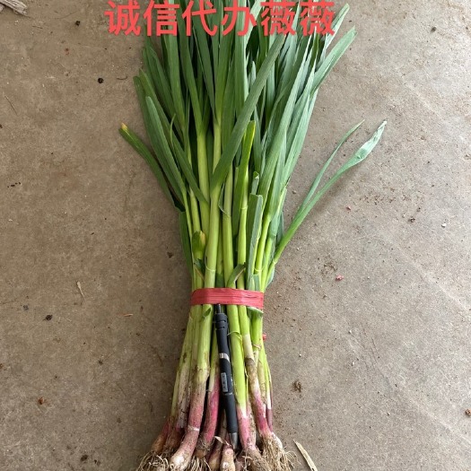 秦皇岛 红根蒜苗根红苗正保质保量