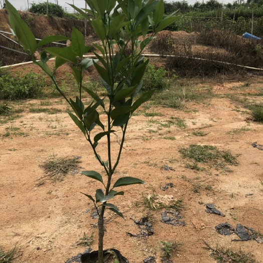 灵山县沃柑苗  营养杯沃柑嫁接纯品良种苗