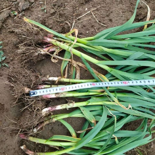 秦皇岛 红根蒜苗大量上市