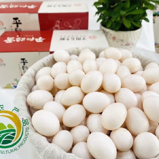 平阳县鸽子蛋  白鸽蛋