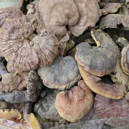 昆明赤灵芝  天然云南灵芝，产地直接批发￼￼￼