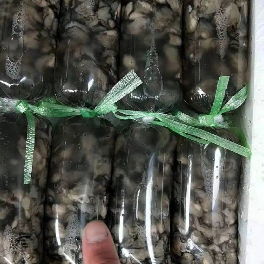 诏安县福建生蚝肉  产地直销，新鲜生蚝肉，长期供应，全国一件代发