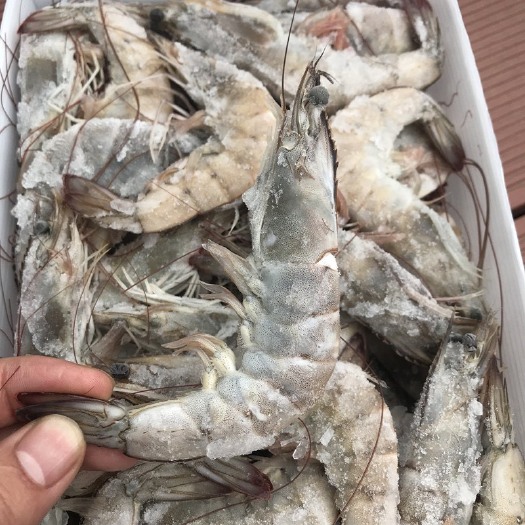 连云港盐冻虾 海水大虾，南美白对虾，青虾，大量有货