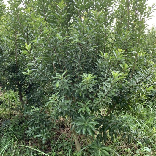 靖州县2.5-4米杨梅树，苗木直供