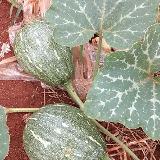 雷州市 和香芋南瓜差不多！比香芋南瓜粉