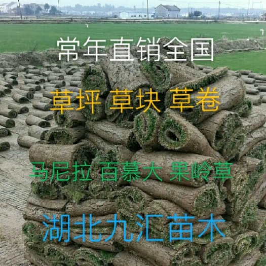 鄂州 四季春，果岭草，马尼拉，青，矮生百幕大……草坪草块