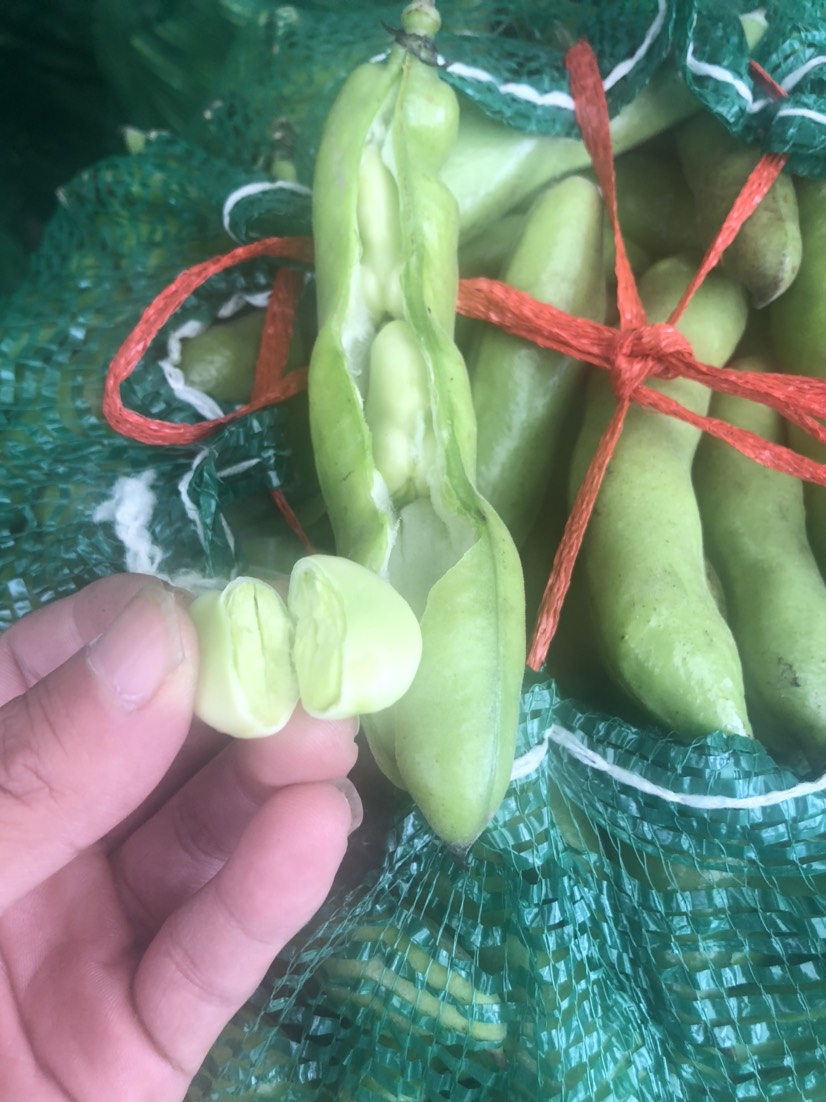 新鲜蚕豆 优质精品新