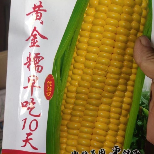 鄭單958玉米種子 非轉(zhuǎn)基因玉米種子，好看又好吃，五彩斑斕，高產(chǎn)量玉米種子。