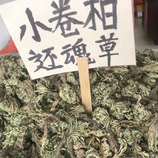 玉林 九死还魂草   小卷柏