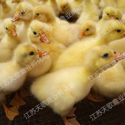 建湖县四季鹅苗大种三花白鹅苗杂交鹅苗出壳包打疫苗运输基地直供