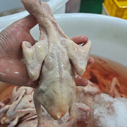 佛山鸽肉  新鲜乳鸽每天现杀，质量保证，规格齐全