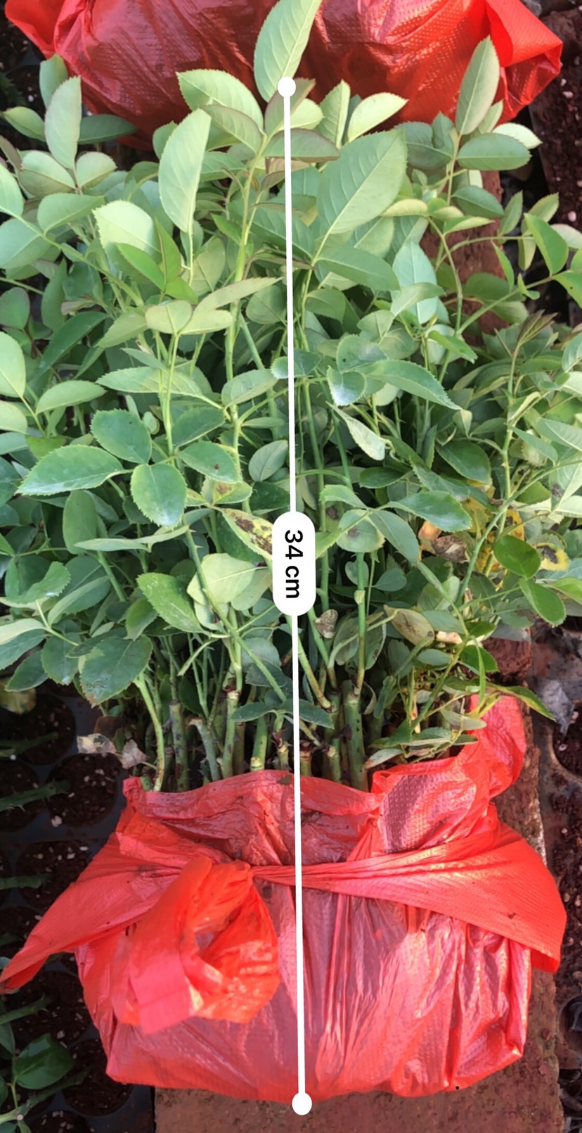 食用玫瑰  大马士革 滇红 金边 墨红