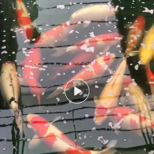 中山市日本锦鲤  锦鲤三家鱼