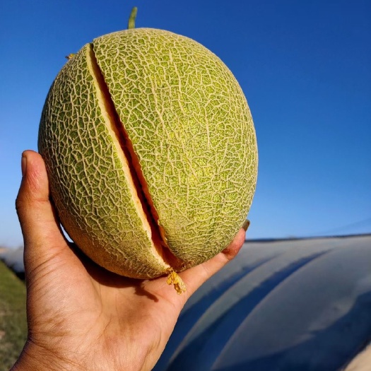 托克逊县西州蜜  新疆特色水果吐鲁番哈密瓜西洲蜜25号产地包邮坏果包赔