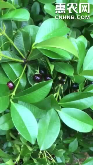 灵山县巴西樱桃苗杯苗  大中小 南北方可种植  苗圃基地直销