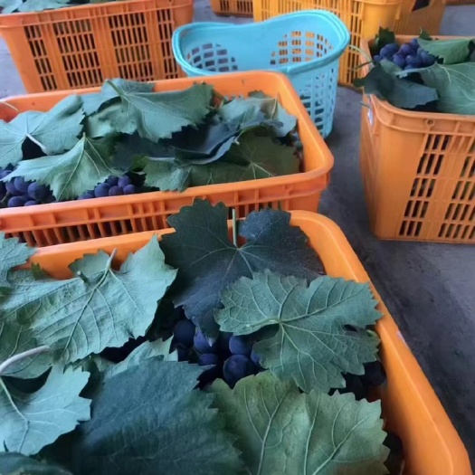 成都夏黑葡萄 优质夏黑