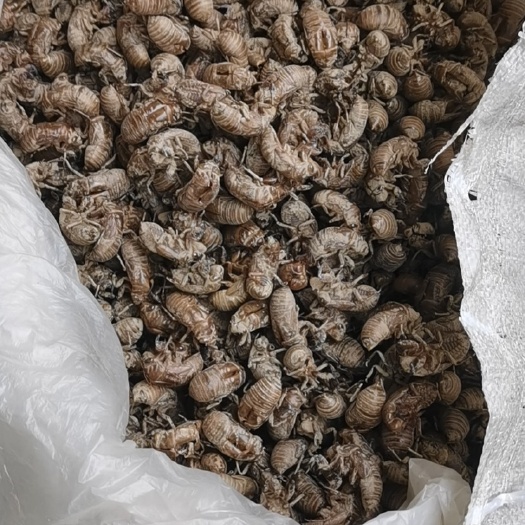 亳州蝉蜕统货急出售