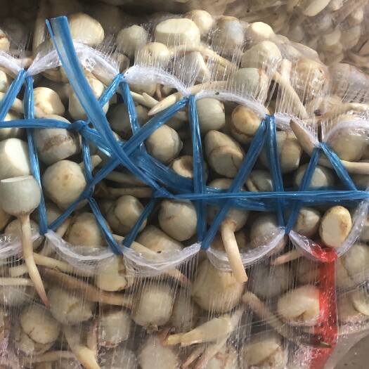 石屏县慈菇  茨菇