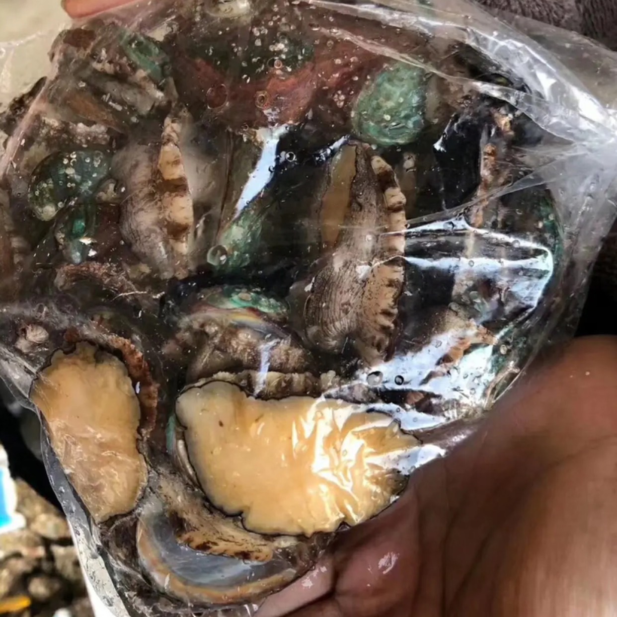 [鮑魚批發]包郵九孔鮑鮮活鮑魚鮮活海鮮海產冷凍鮑魚佛跳牆材料新鮮