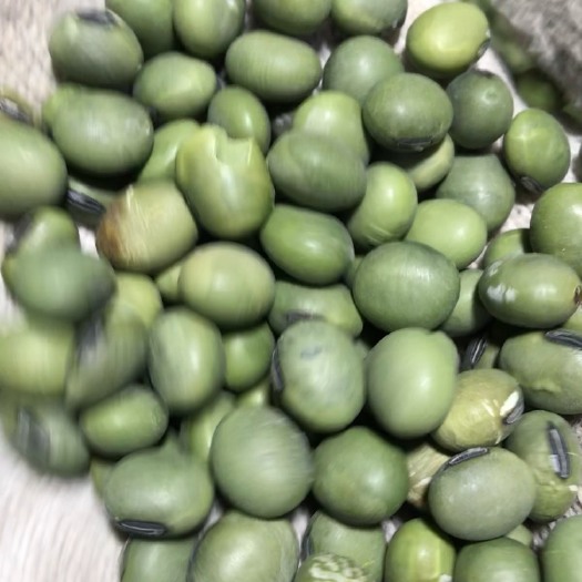 五河县青大豆  双青豆7.0规格.去石，比重，筛选，双色选