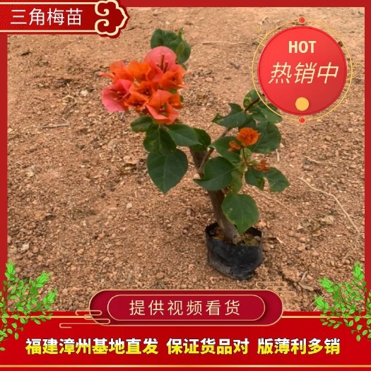 漳州同安红三角梅  福建三角梅袋苗 漳州三角梅小苗 不同颜色的三角梅种苗