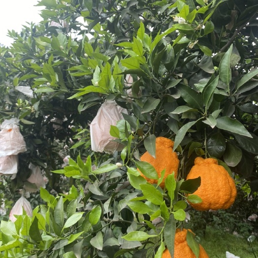 任丘市 四川眉山不知火丑橘，刚从山上摘下来，特别新鲜。