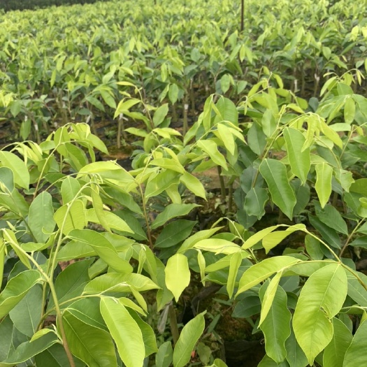 茂名奇楠沉香树 大量沉香棋楠苗供应，20-30公分高，一级靓品种。