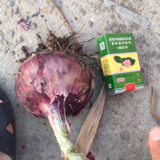 西昌市红皮洋葱 红葱4到9