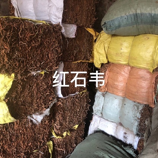玉林 红石韦