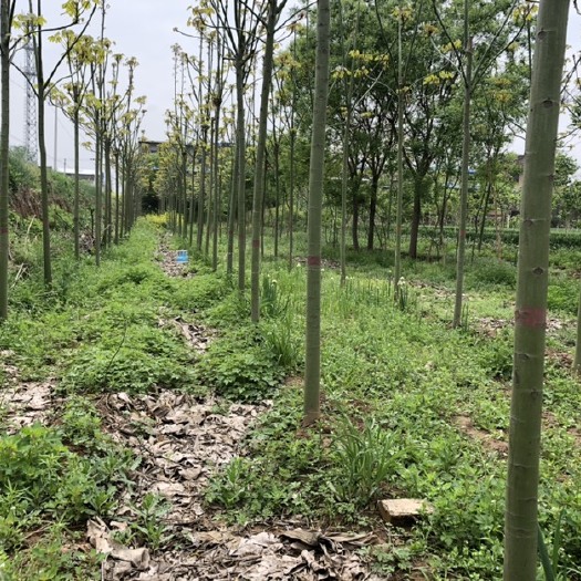 富平县青桐树，胸径8-10公分，现有300树