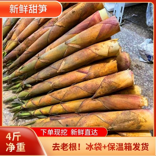 古田县甜竹笋  福建甜笋黄尖笋嫩出水现挖竹笋去老根大量批发供应
