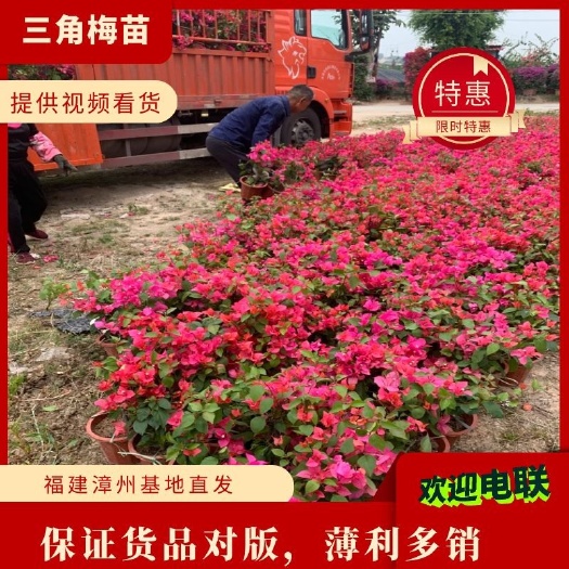 漳州同安红三角梅又名水红，四季红三角梅 福建漳州基地原盆原土发货