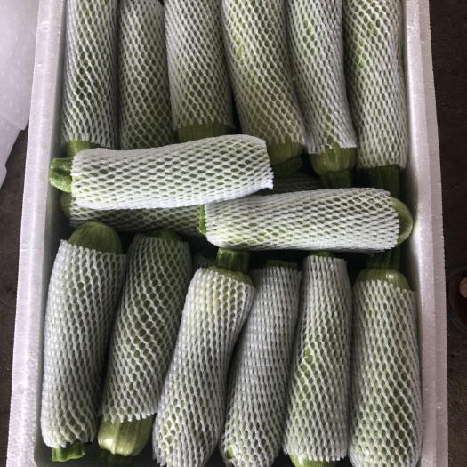 石屏县西葫芦瓜