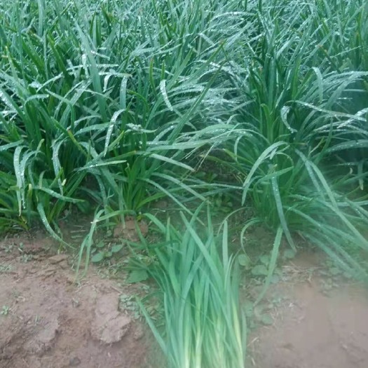 韭菜 头茬
