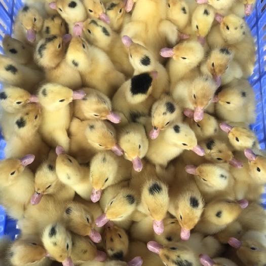 博罗县肉鸭苗  m18一点黑鸭苗（孵化厂直批，品质保障，欢迎咨询了解）