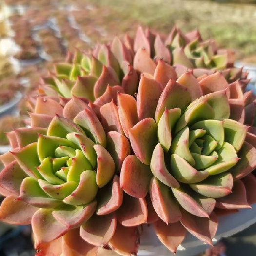 昆明多肉植物 18公分满盆贝拉多娜 稀缺韩货