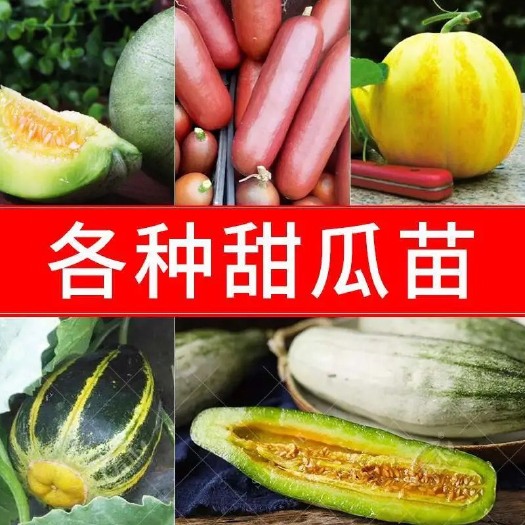 羊角蜜甜瓜苗  各种甜瓜苗 自产自销 6颗12颗 一件代发 对接微商电商市场
